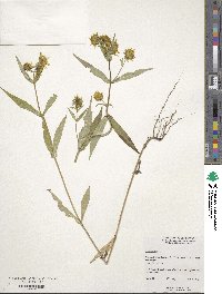 Bidens cernua image