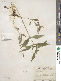 Bidens cernua image