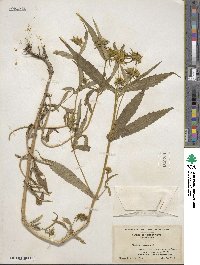 Bidens cernua image