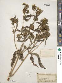 Bidens cernua image