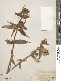 Bidens cernua image