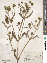 Bidens cernua image