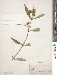 Bidens cernua image