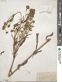 Bidens cernua image