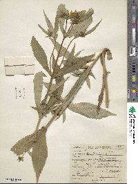 Bidens cernua image