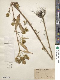 Bidens cernua image