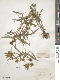 Bidens cernua image