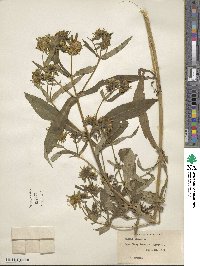 Bidens cernua image