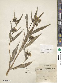 Bidens cernua image