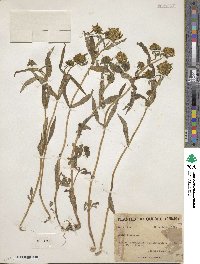 Bidens cernua image