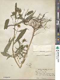 Bidens cernua image