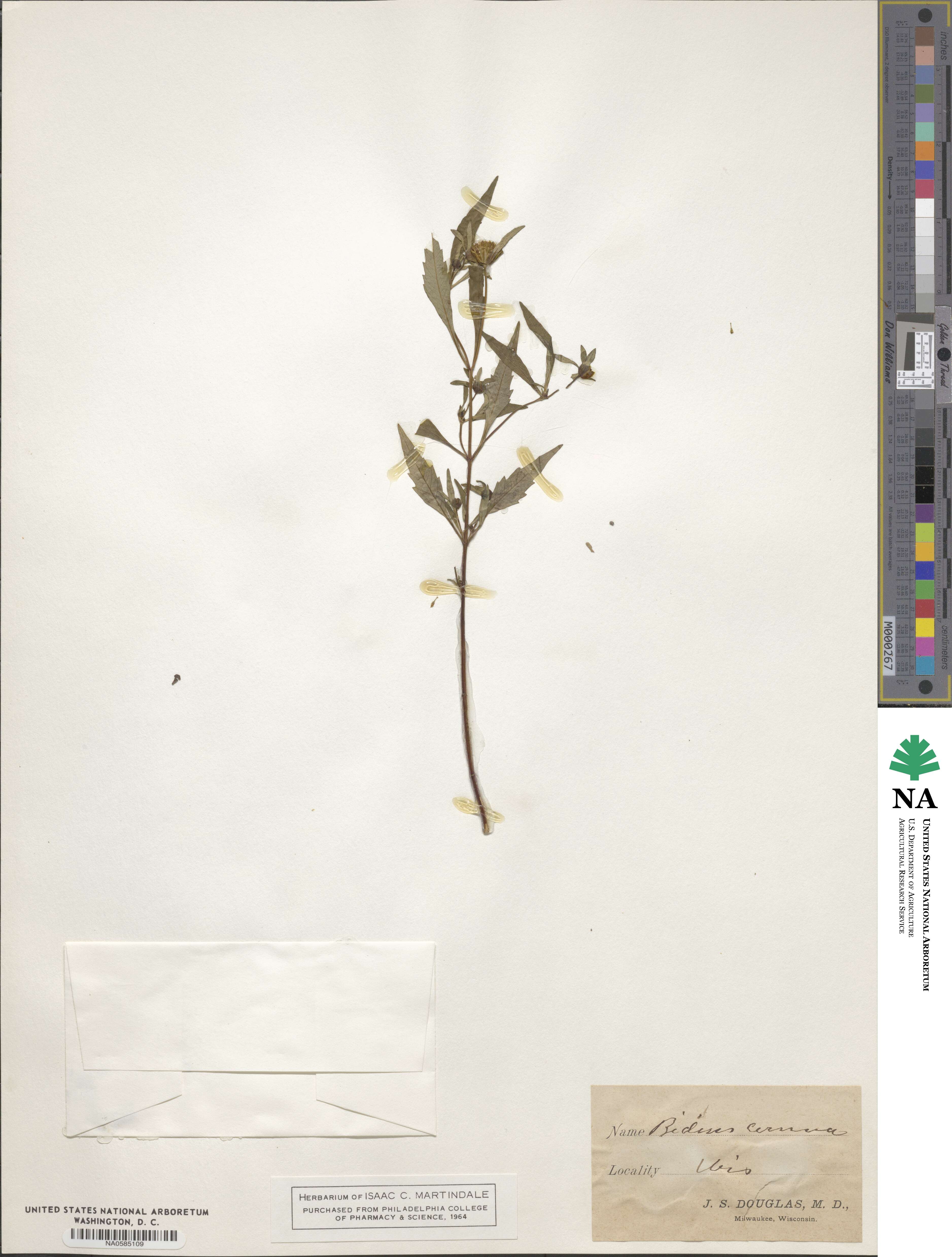 Bidens cernua image