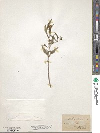 Bidens cernua image