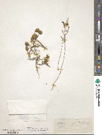 Bidens cernua image