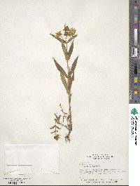 Bidens cernua image