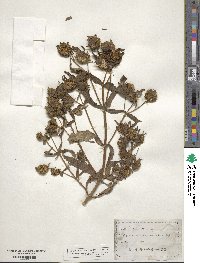 Bidens cernua image