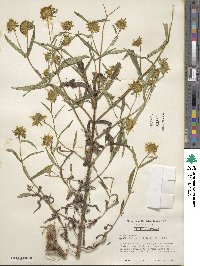 Bidens cernua image