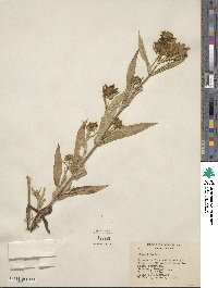 Bidens cernua image