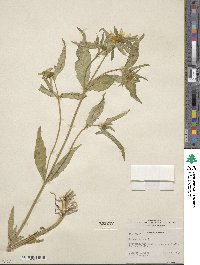 Bidens cernua image