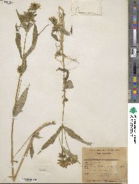 Bidens cernua image