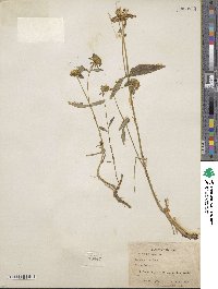 Bidens cernua image