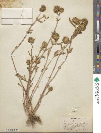 Bidens cernua image