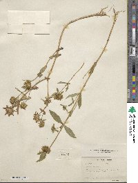 Bidens cernua image