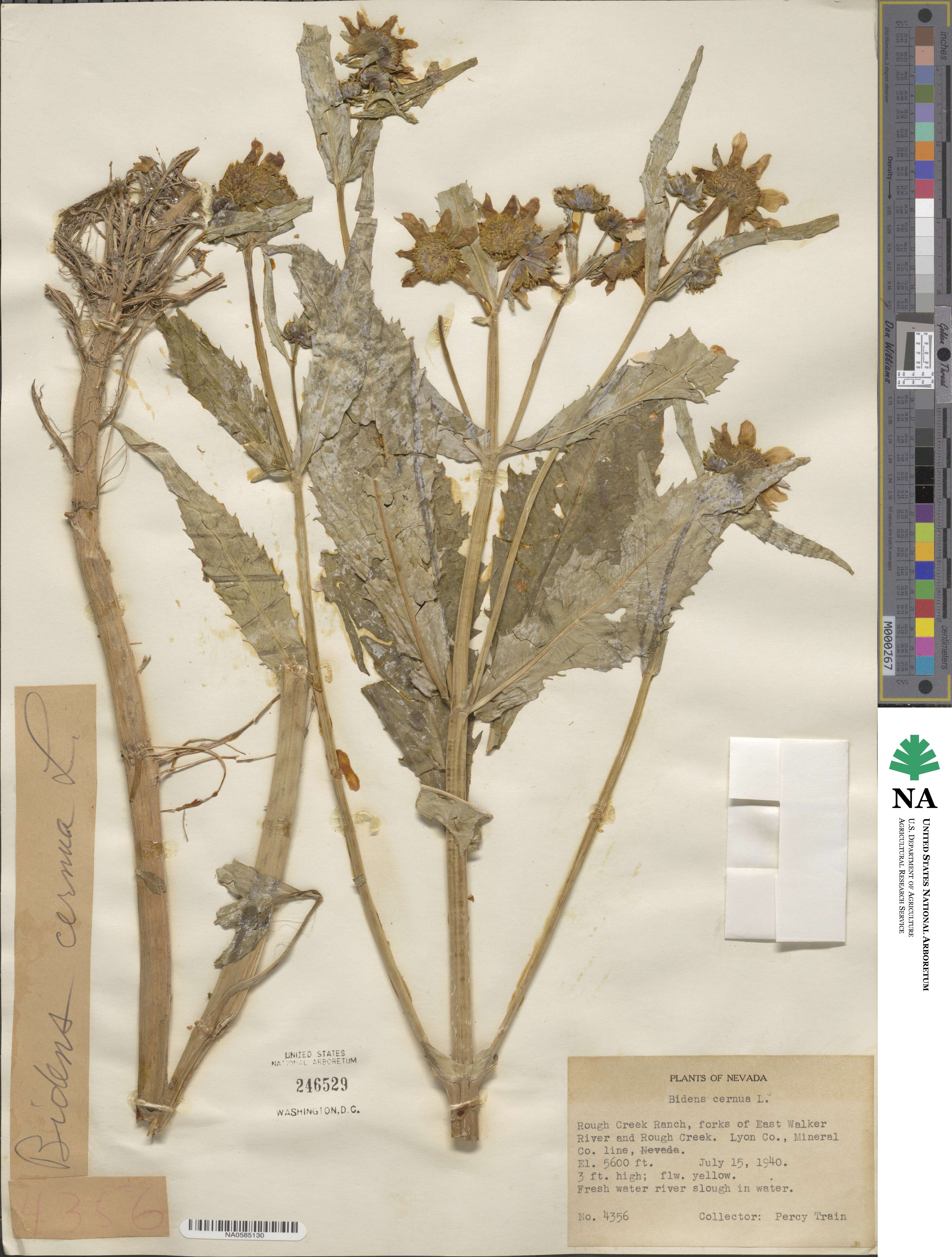 Bidens cernua image