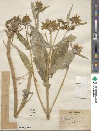 Bidens cernua image