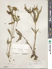 Bidens cernua image