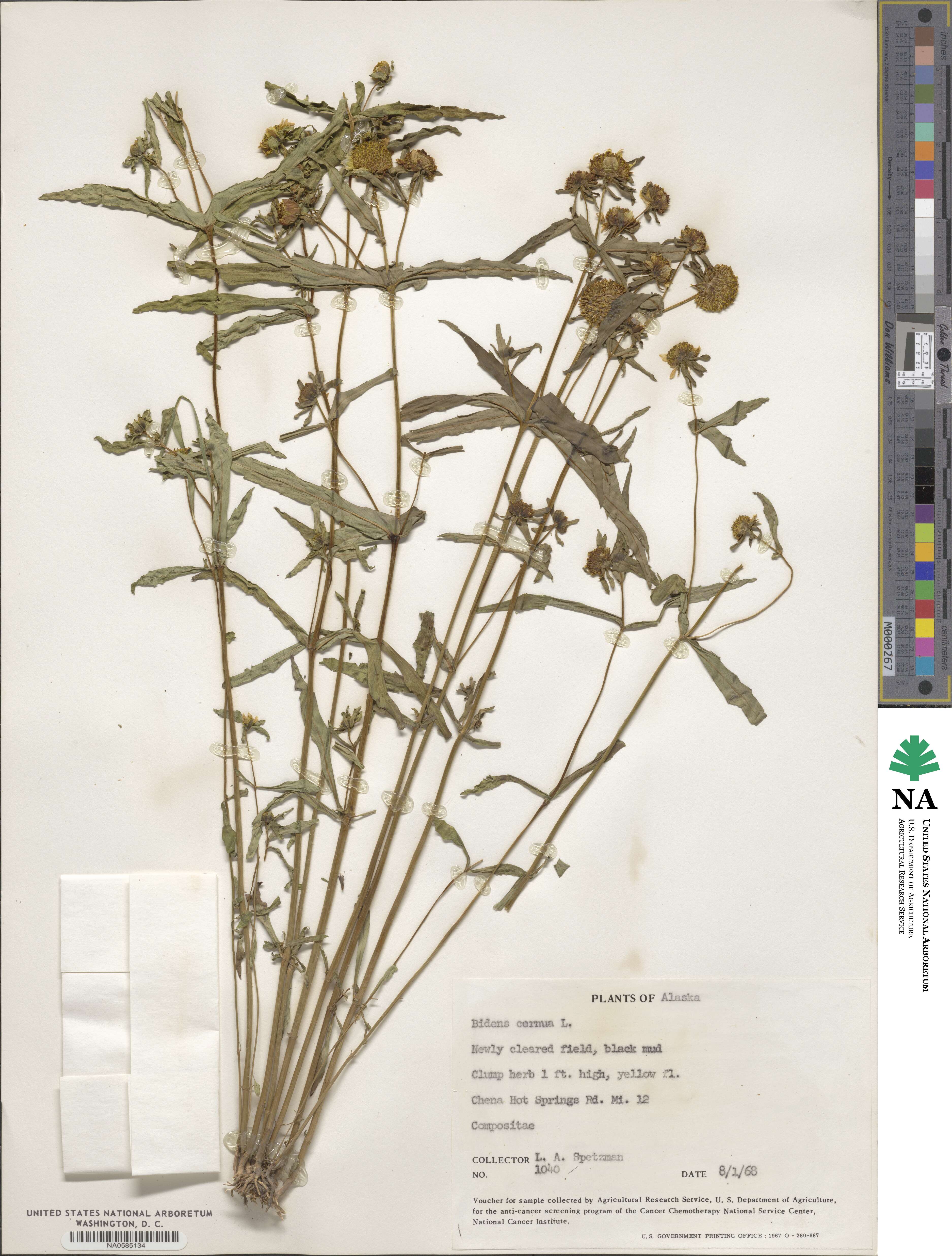 Bidens cernua image