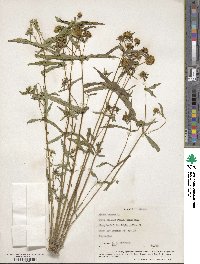 Bidens cernua image