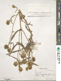 Bidens cernua image