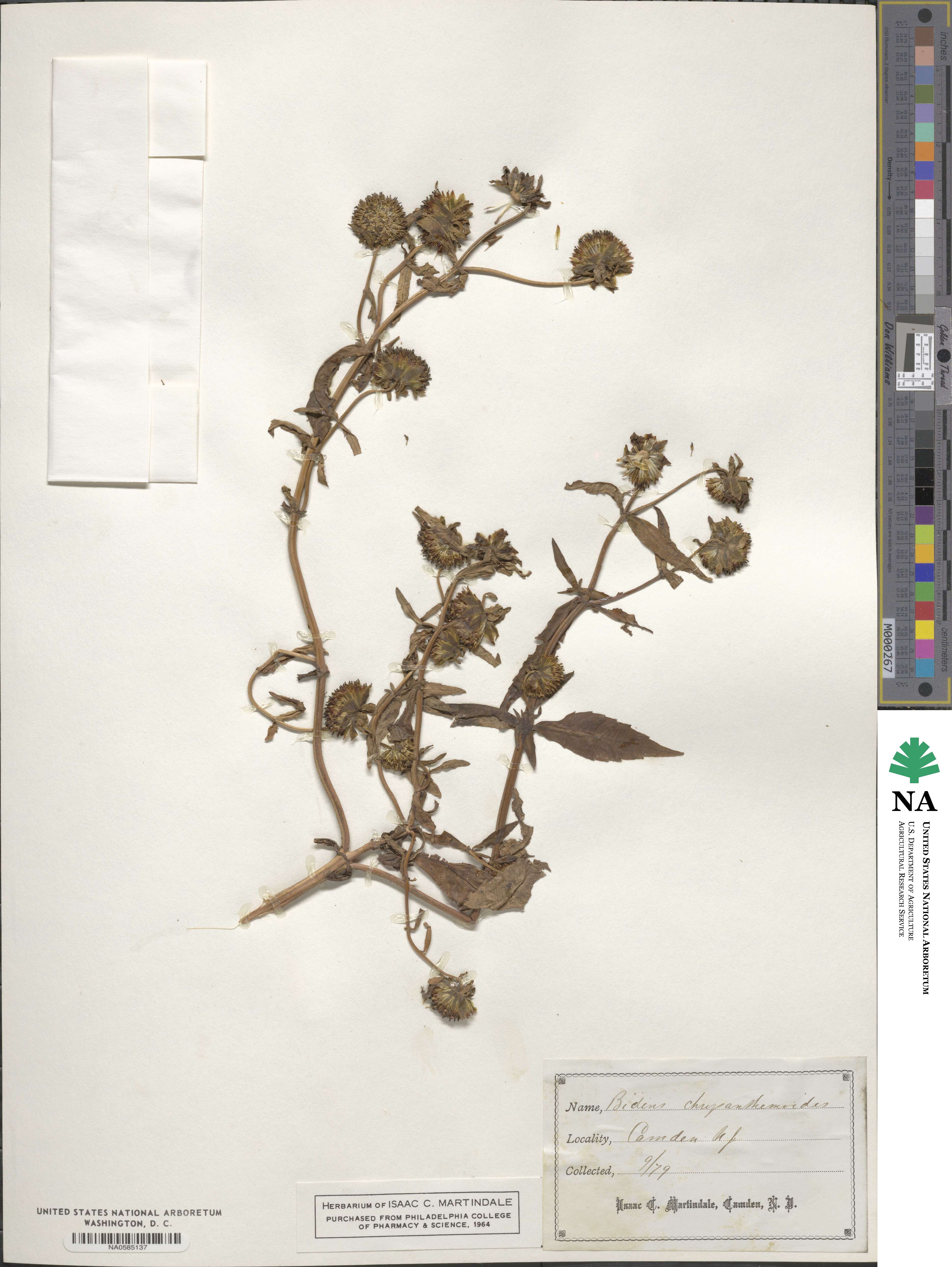 Bidens laevis image