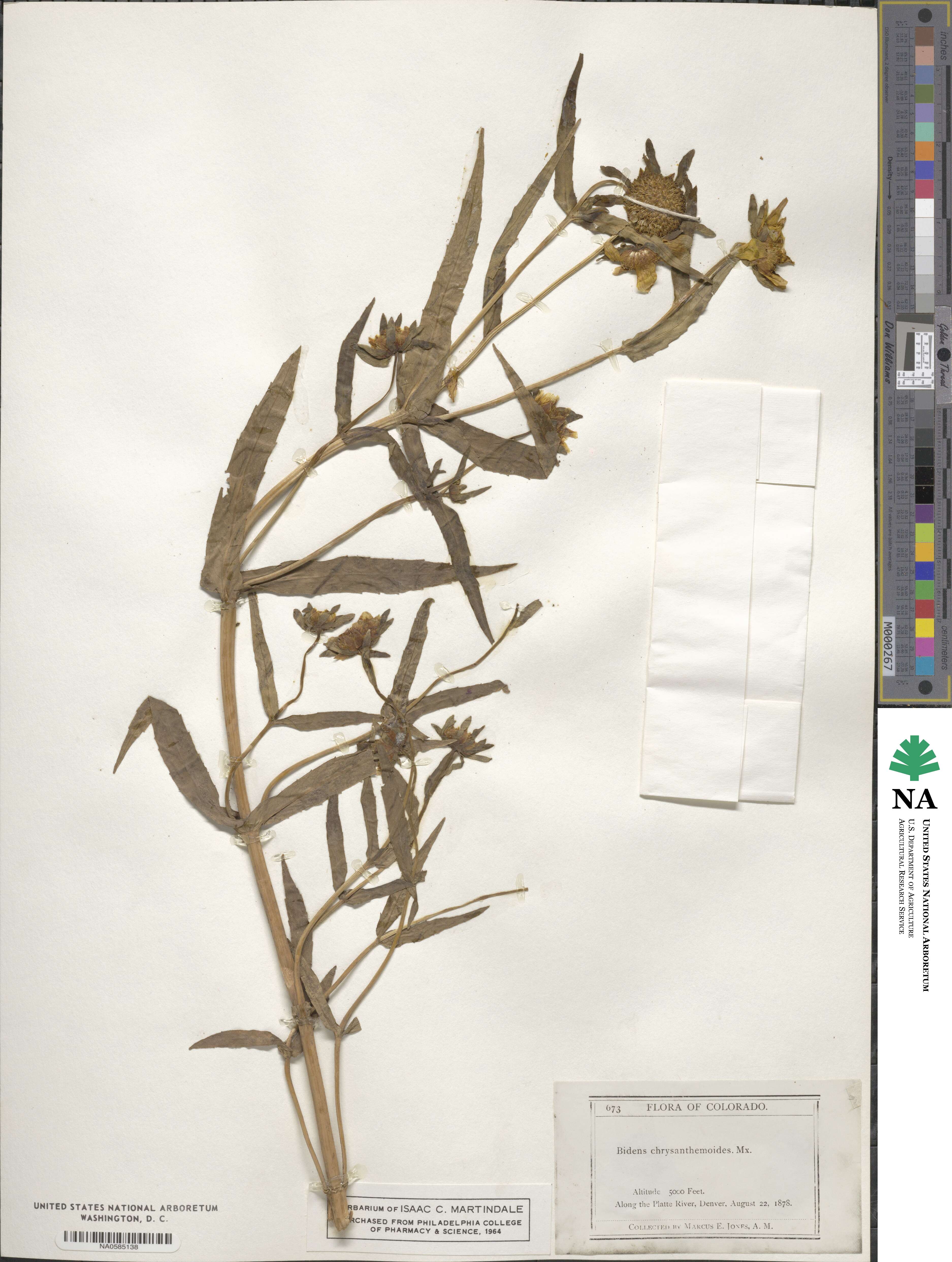 Bidens laevis image