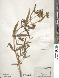 Bidens laevis image