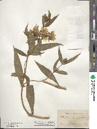 Bidens laevis image