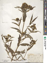 Bidens laevis image