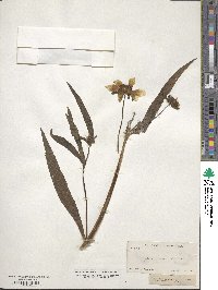 Bidens laevis image