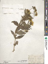 Bidens laevis image