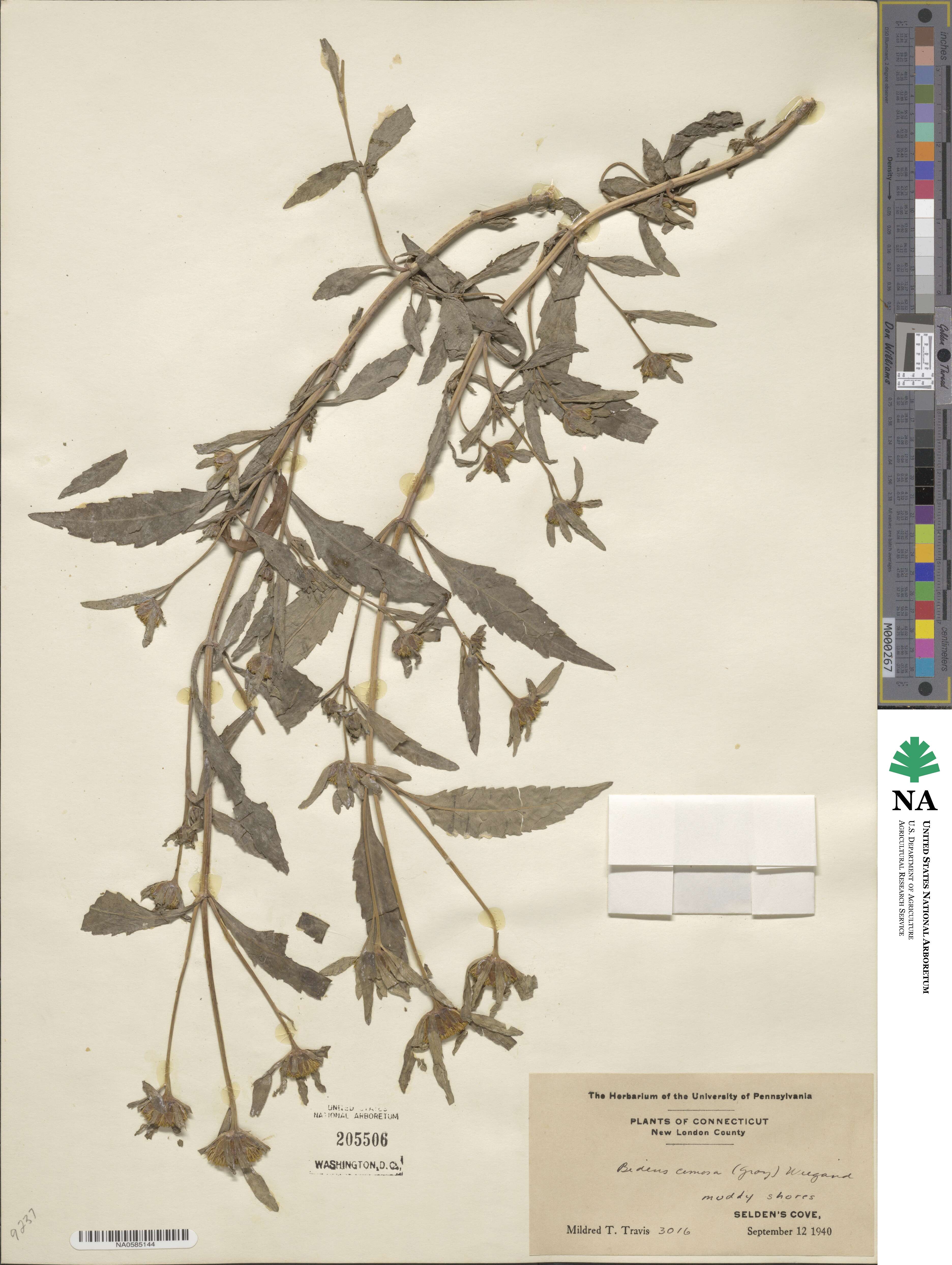 Bidens tripartita image