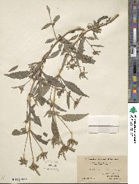 Bidens tripartita subsp. comosa image