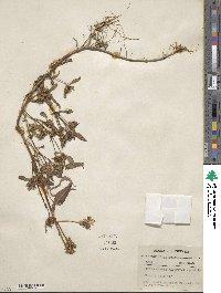 Bidens tripartita subsp. comosa image