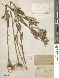 Bidens tripartita subsp. comosa image