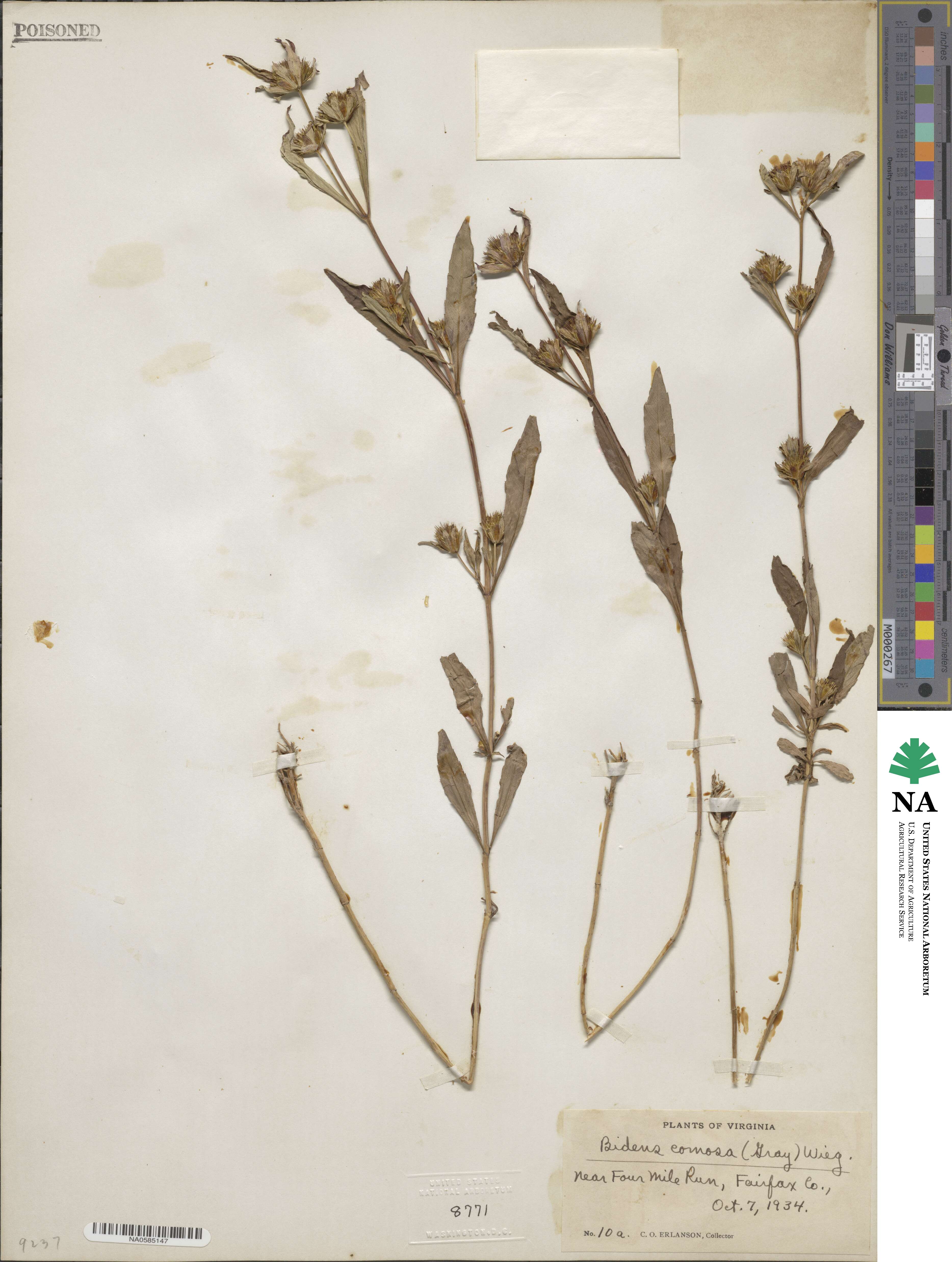 Bidens tripartita image