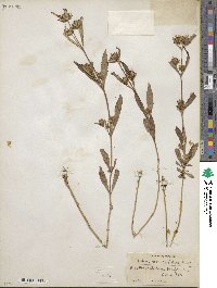 Bidens tripartita subsp. comosa image