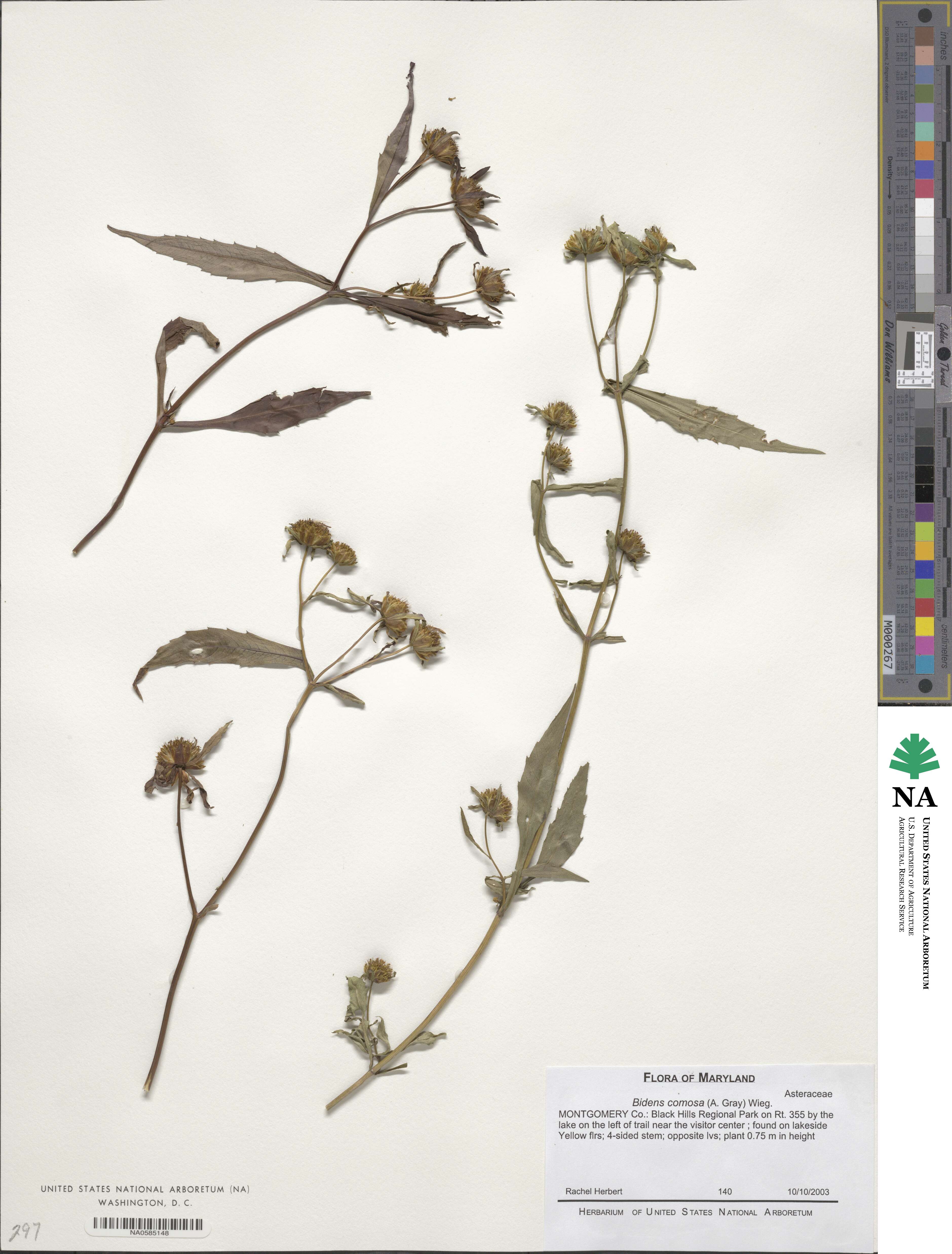 Bidens tripartita image