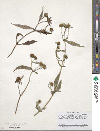 Bidens tripartita image