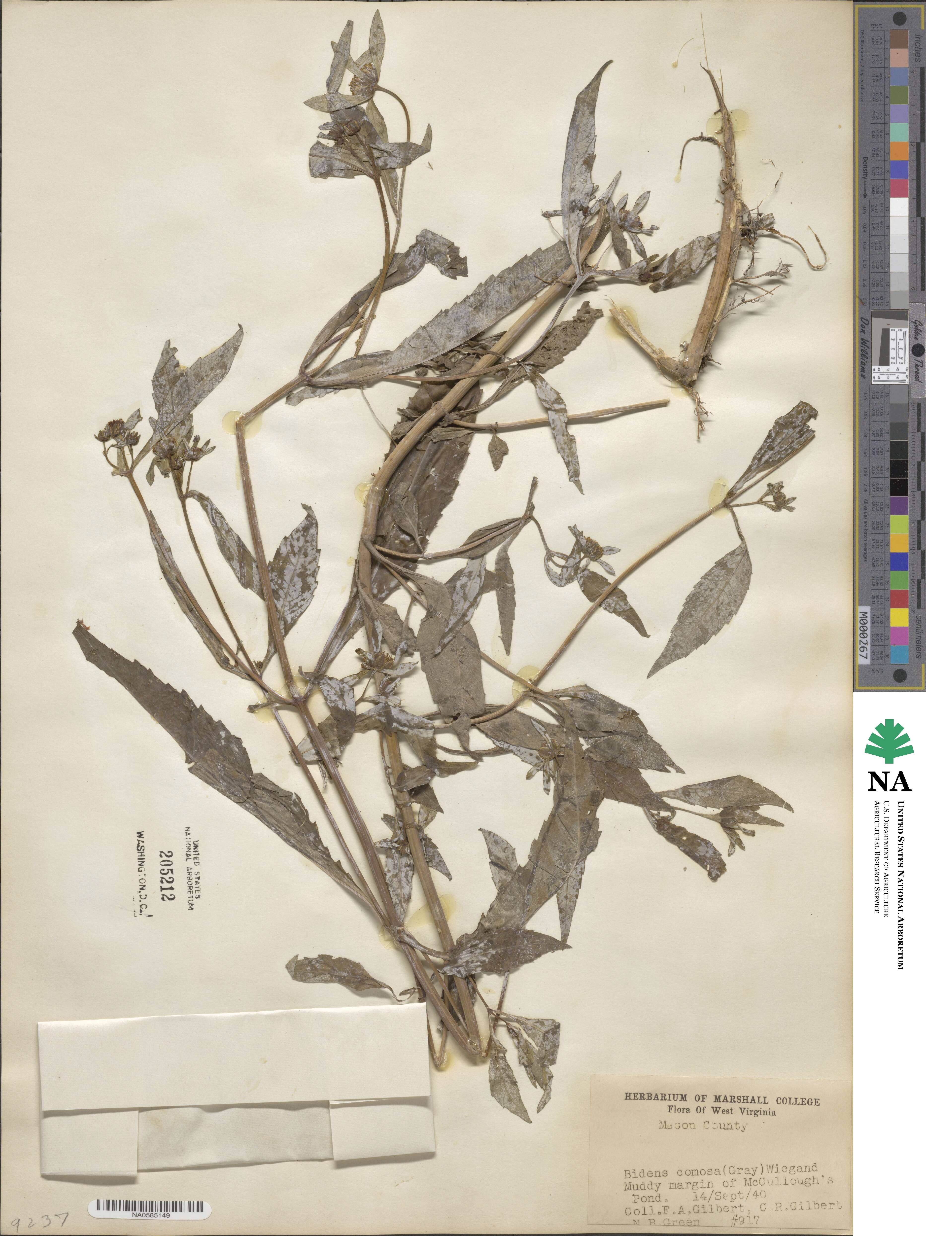 Bidens tripartita image