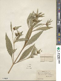 Bidens tripartita subsp. comosa image